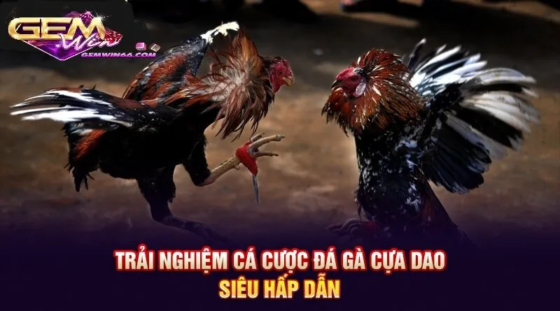 Cách tham gia đá gà cựa dao