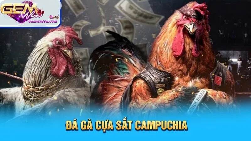 Tổng quan đá gà cựa sắt campuchia